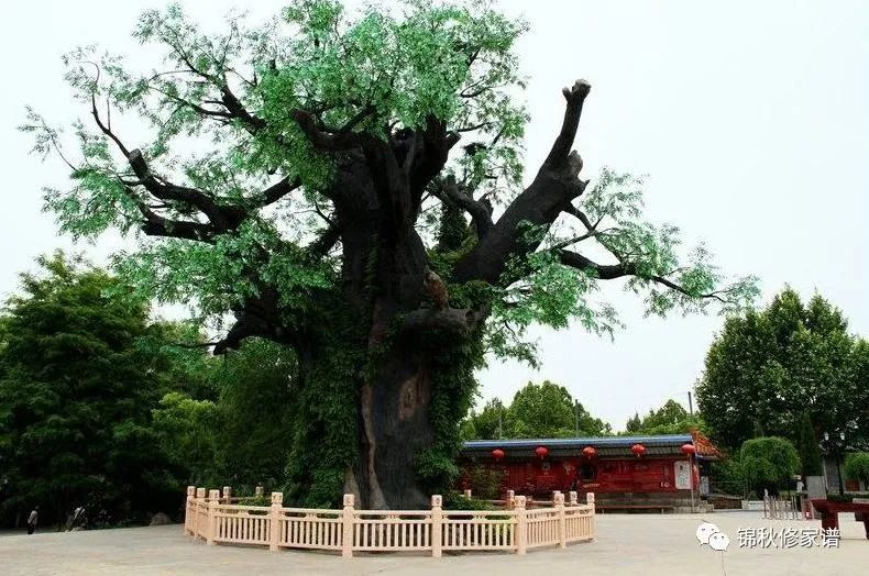 家譜老槐樹(shù)